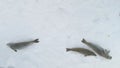 Weddell seal family lie snow surface aerial view Royalty Free Stock Photo