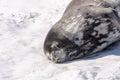 Weddell Seal ( Leptonychotes weddellii) Sleeping on Ice Berg