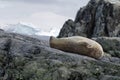 Weddell seal lying on rocks in Antarctica