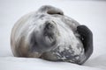 Weddell seal napping, Antarctica