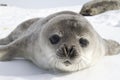 Weddell seal pups on the ice of the Antarctic