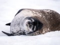 Weddell seal resting in snow, Mikkelsen Harbour, Trinity Island, Antarctic Peninsula, Antarctica