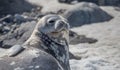 Weddell Seal rests on the snow in the Antarctic continent. Half Moon island, Antarctica Royalty Free Stock Photo