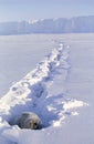 Weddell Seal sunbathing