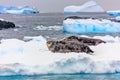 Weddell seals couple relaxing in the snow with icebergs in the background, near Port Lockroy, Wiencke Island, Antarctic peninsula