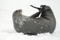 Weddell Seal resting on the snow, Antarctic Peninsula