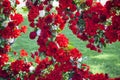 Wedding arch decorated with red roses and flower compositions of red flowers