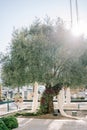 Wedding arch tree decorated with bright flowers and white fabric on a pier by the sea Royalty Free Stock Photo