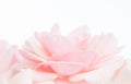 Pink rose close up .Pure background - pink rose out of focus Royalty Free Stock Photo