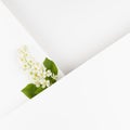 Wedding background with white bird cherry flower, green leaf, white paper blank space, corner, lines for text mockup on white .