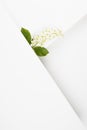 Wedding background with white bird cherry flower, green leaf, white paper blank space, corner, lines for text mockup on white.
