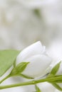 Wedding Background with White Jasmine Flowers Royalty Free Stock Photo