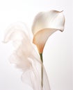 Wedding beauty flower nature plant white calla green lily flora blossom Royalty Free Stock Photo