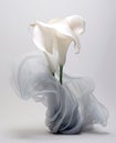 Beauty flora flower nature wedding plant blossom stem lily close calla white Royalty Free Stock Photo