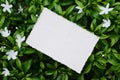 Wedding, birthday stationery mock-up scene. Blank texture paper greeting card, invitation on greenery plant. Tea leaves. Copy spac