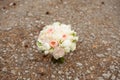 Wedding bouquet lying on grey carpet during preparation before celebration. Side view of decorative rose,peonies flowers and