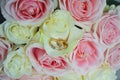 Wedding rings lying on flower petals in a wedding bouquet of pink and white roses. Background Royalty Free Stock Photo