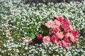 Wedding bouquets of biege carnations and pink roses Royalty Free Stock Photo