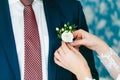 Wedding . Bride pins boutonniere to groom`s jacket. Close-up image Royalty Free Stock Photo