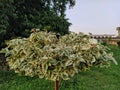 Cornus controversa 'Variegata ', the Wedding cake tree