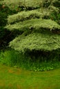 Wedding Cake Tree