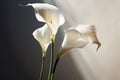 White calla bouquet plant freshness flora blossom flower wedding nature lily beauty Royalty Free Stock Photo