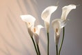 Wedding calla lily flower beauty plant leaf flora nature white blossom Royalty Free Stock Photo