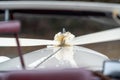 Wedding car old style vintage transport with white ribbons ties on front shot through windscreen. Royalty Free Stock Photo