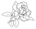 Rose - Beautiful White Rose Black Outline Vector with Leaves and Stems