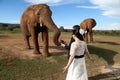 Wedding Couple and African elephant shoot Royalty Free Stock Photo