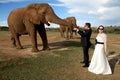 Wedding Couple and African elephant shoot Royalty Free Stock Photo