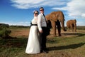 Wedding Couple and African elephant shoot Royalty Free Stock Photo