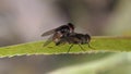 Wedding couple blow flies on a leaf