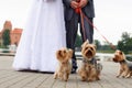 Wedding couple and dogs