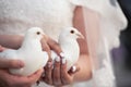 The wedding couple holds white doves in their hands. Bride and groom. Royalty Free Stock Photo