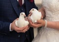 The wedding couple holds white doves in their hands. Bride and groom. Royalty Free Stock Photo