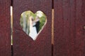 Wedding couple viewed through heart-shaped hole in wood fence Royalty Free Stock Photo