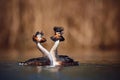 Wedding dance of Great Crested Grebe - Podiceps cristatus. Spring photo of water birds. Wildlife scene from Czech Republic.