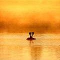 Wedding dance of Great Crested Grebe - Podiceps cristatus. Royalty Free Stock Photo