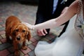 Wedding day. Hands in hands of newlywed couple. Funny dog Royalty Free Stock Photo