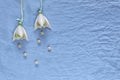 Wedding decor. White ceramic flowers, pearls on a blue fabric ba