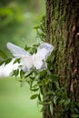 Wedding decoration with a lace butterfly in a tree Royalty Free Stock Photo