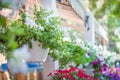 Wedding decorations. Delicate bright flowers in a pot on a fence in a summer cafe in the street