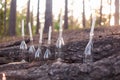 Wedding decorations in rustic style. Outing ceremony. Wedding in nature. Candles in bottles in forest