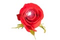 Wedding diamond ring sparking inside blossom beautiful red rose, ValentineÃ¢â¬â¢s theme. Royalty Free Stock Photo