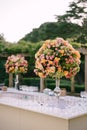 Wedding dinner table reception. Huge bouquets of yellow, pink, orange roses and green hydrangeas in a glass vase on a Royalty Free Stock Photo
