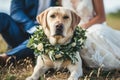 Wedding Dog Lying in Grass with Bridal Couple Royalty Free Stock Photo