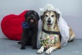 Wedding dog photography, the bride is a yellow mongrel big dog and the groom is a small schnauzer. Dogs are like people, a comic