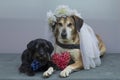 Wedding dog photography, the bride is a yellow mongrel big dog and the groom is a small schnauzer. Dogs are like people, a comic