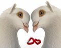 Wedding dove Royalty Free Stock Photo